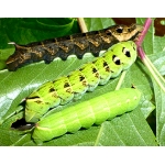 Elephant Hawk elpenor TEN larvae